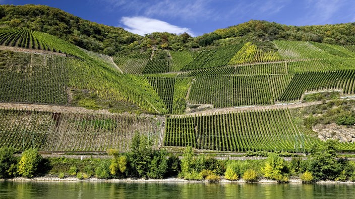 Steile Weinhänge am Rhein.