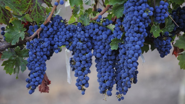 Syrah-Trauben | Bildquelle: WDR/picture-alliance/AFP Syrah-Trauben