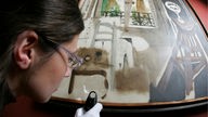 Eine Frau schaut sich mit ener Lupe ein Detail eines Gemäldes an