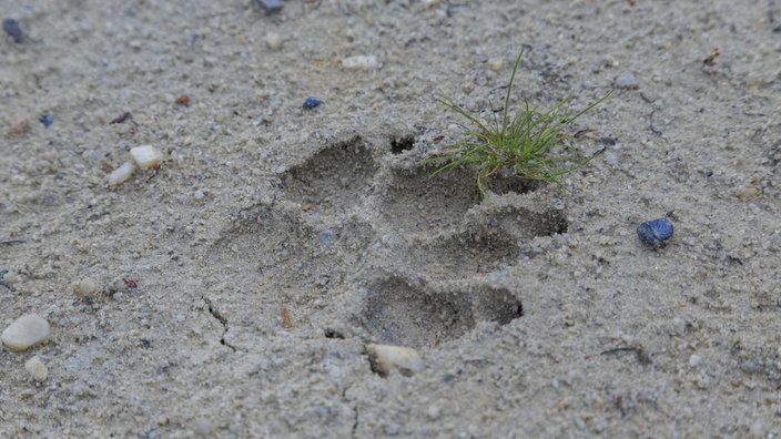 Pfotenabdruck im Sand | Bildquelle: imago Pfotenabdruck im Sand
