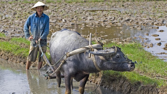 Ein vietnamesicher Reisbauer pflügt sein bewässertes Reisfeld mit einem Ochsen vor dem Pflug.