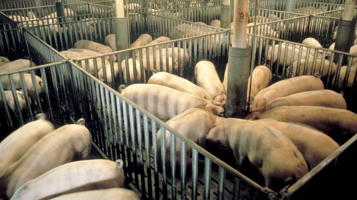Blick in den Stall eines großen Schweinemastbetriebes; die Tiere in ihrem Pferch stehen gerade rund um die Fütterungsanlagen.