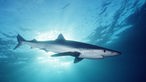 Nahaufnahme Blauhai unter Wasser-