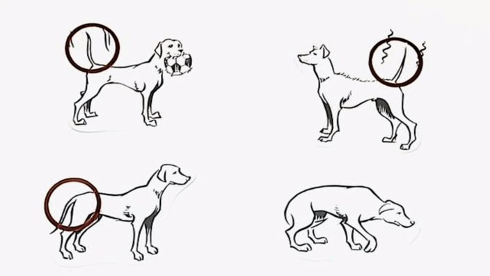 Das Bild zeigt unterscheidliche Varianten, wie ein Hund "gelaunt" ist.