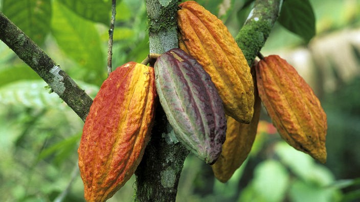 Kakaopflanze.