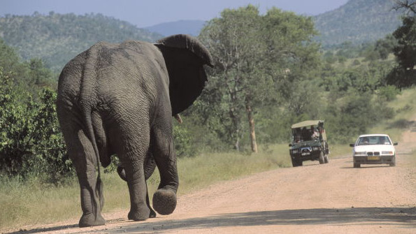 Ein Elefant steht auf einer Schotterpiste im Krüger-Park und wird von Touristen in zwei Autos beobachtet.