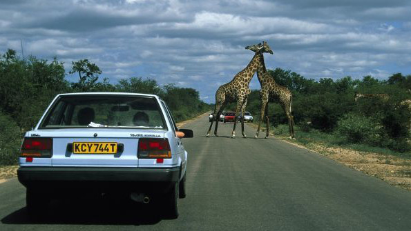Zwei Giraffen auf einer Straße im Krüger-Park werden von Touristen in Autos beobachtet.