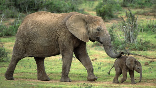 Ein Elefantenmutter mit ihrem Jungen.