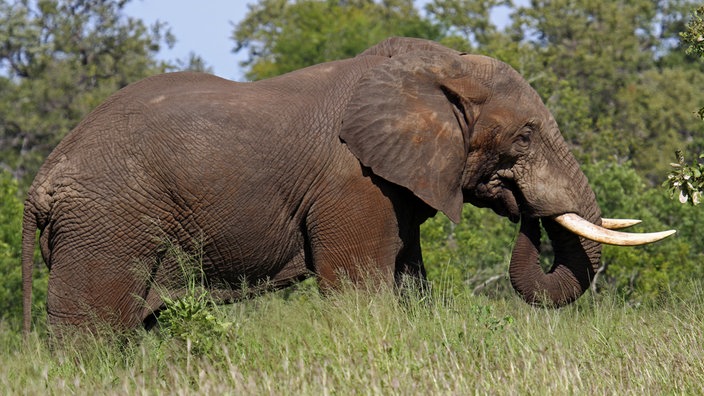 Ein Elefant steht im hohen Gras. | Bildquelle: ddp images / W. Woyke Ein Elefant steht im hohen Gras.