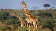 Eine Giraffenmutter und ihr Junges stehen in der Savanne. 