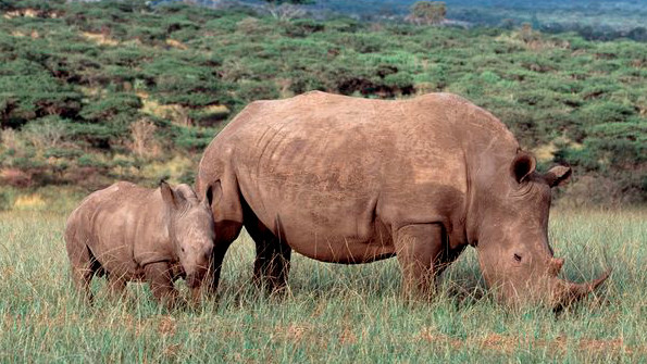 Ein Breitmaulnashorn grast mit seinem Jungen in der Savanne. | Bildquelle: Mauritius/Heinz Nienhaus Ein Breitmaulnashorn grast mit seinem Jungen in der Savanne.