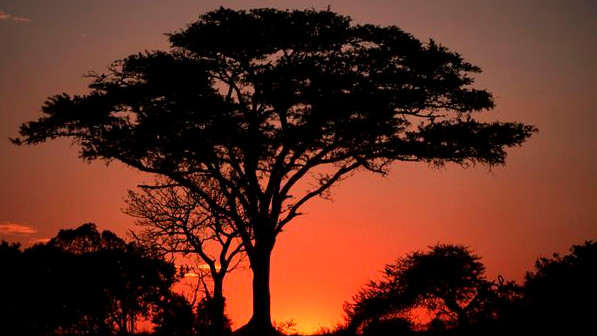 Sonnenuntergang hinter afrikanischen Bäumen.