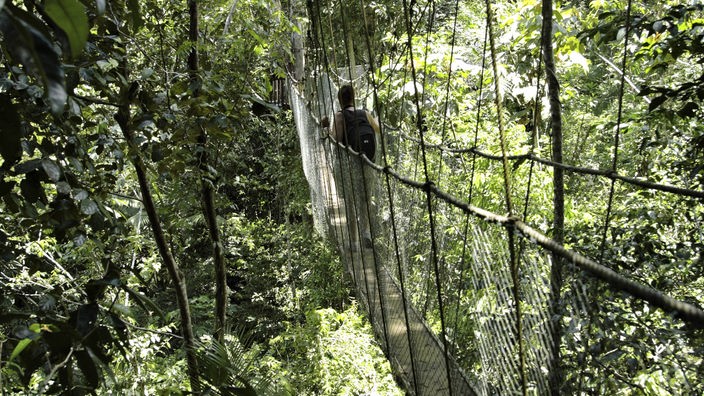 Eine moderne Seil-Hängebrücke im Brasilianischen Regenwald