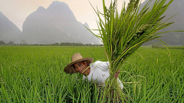Reisbauer rupft Unkraut aus seinem Feld bei Guilin, China