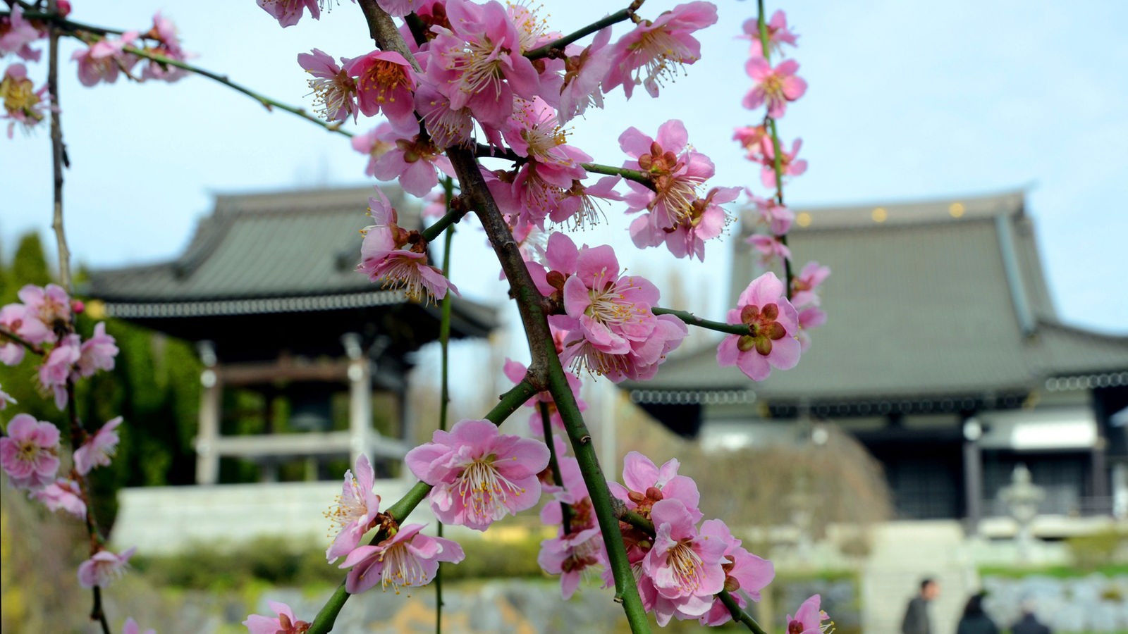 Kirschblütenzweige vor dem "EKO-Haus der Japanischen Kultur" in Düsseldorf
