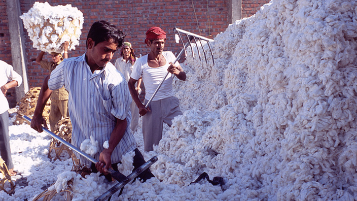 Baumwollbauern verarbeiten Baumwolle