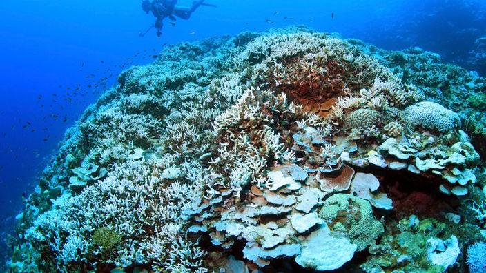 Ausgeblichene Korallen, im Hintergrund ein Taucher