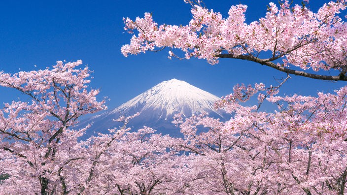 Japan: Kirschbäume stehen in volle rosa Blüte, im Hintergrund erhebt sich der Berg Fuji.