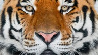 Der Kopf eines mächtigen Sibirischen Tigers, der in einem verschneiten Wald Richtung Kamera schaut.