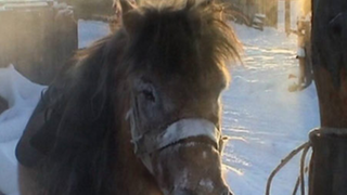 Braunes Pony steht im Schnee, angebunden an eine Laterne.
