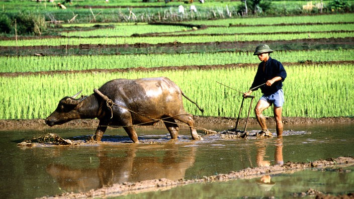 Ein Mann in Vietnam auf einem Reisfeld