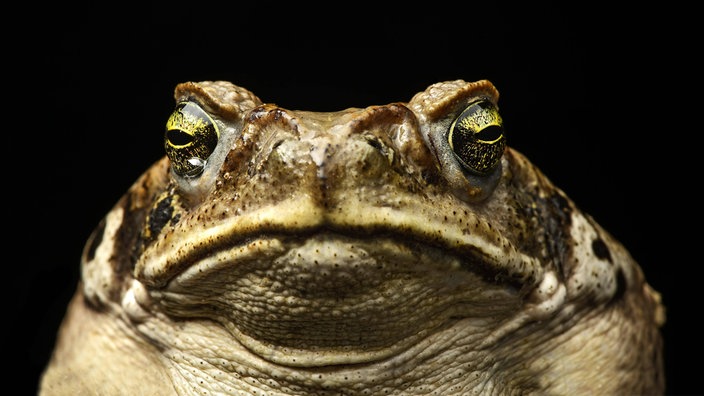 Der Kopf einer Aga-Kröte (Bufo marinus) | Bildquelle: imago/imagebroker Der Kopf einer Aga-Kröte (Bufo marinus)