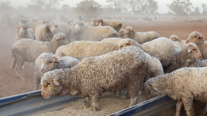 Schafe auf einer Weide in Australien