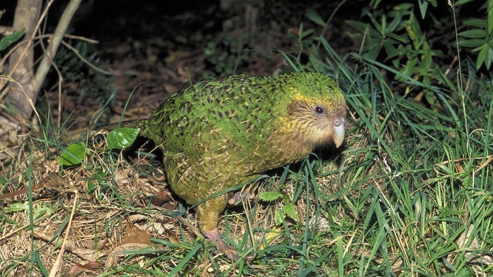 Das Bild zeigt einen kleinen Vogel mit grün-schwarz geflecktem Gefieder zwischen Gräsern. | Bildquelle: Mauritius/Oxford Scientific Das Bild zeigt einen kleinen Vogel mit grün-schwarz geflecktem Gefieder zwischen Gräsern.