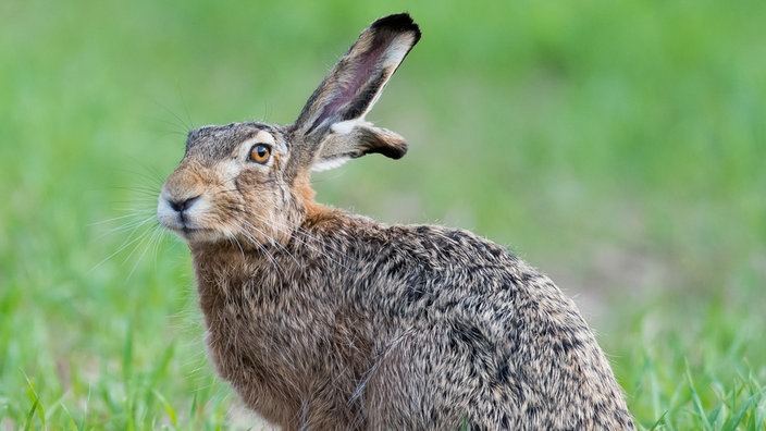 Das Bild zeigt einen Wildhasen, der im Gras sitzt und sich umschaut