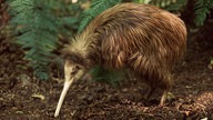 Der Kiwi, ein brauner Vogel mit sehr langem Schnabel, im Unterholz.