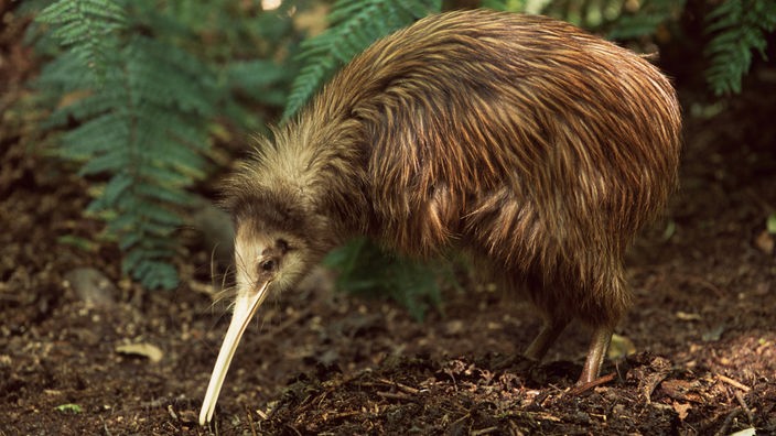 Der Kiwi, ein brauner Vogel mit sehr langem Schnabel, im Unterholz.