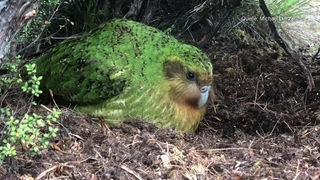 Screenshot aus dem Film "Der Kakapo – einer der seltensten Vögel der Welt"