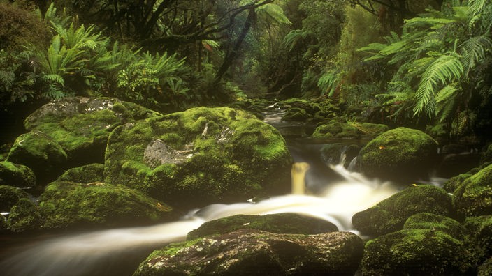 Das Bild zeigt einen Regenwald, durch den ein Bach fließt.