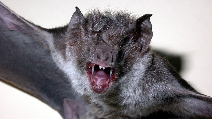 Eine Fledermaus mit spitzen Eckzähnen. | Bildquelle: dpa Eine Fledermaus mit spitzen Eckzähnen.