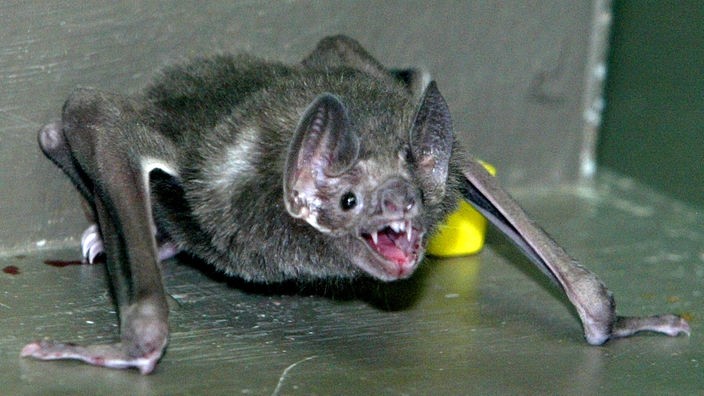 Eine Vampir-Fledermaus (Desmodus Rotundus) mit blutbeleckter Lippe zeigt ihre Zähne
