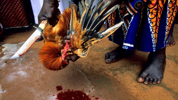 Während einer Zeremonie wird das Blut eines geopferten Huhns verspritzt.