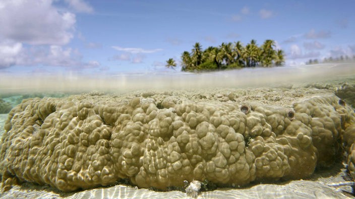Korallen bei Tuvalu