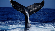 Die große Schwanzflosse eines Buckelwals zeigt sich oberhalb der Wasseroberfläche.