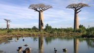 Eine Straße führt durch eine Allee riesiger Baobabs.