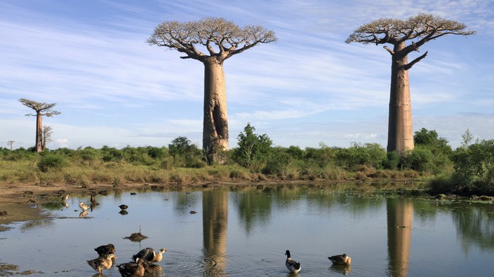 Eine Straße führt durch eine Allee riesiger Baobabs.