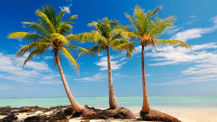 Drei Palmen vor einem Traumstrand mit weißem Sand und hellblauem Wasser.