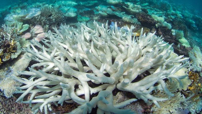 Ausbleichende und absterbende Steinkorallen | Bildquelle: AP/The Ocean Agency Ausbleichende und absterbende Steinkorallen