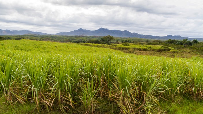 Zuckerrohrplantage auf Kuba