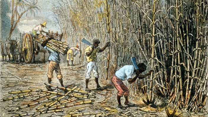 Holzstich: Zuckerrohrernte mit der Machete