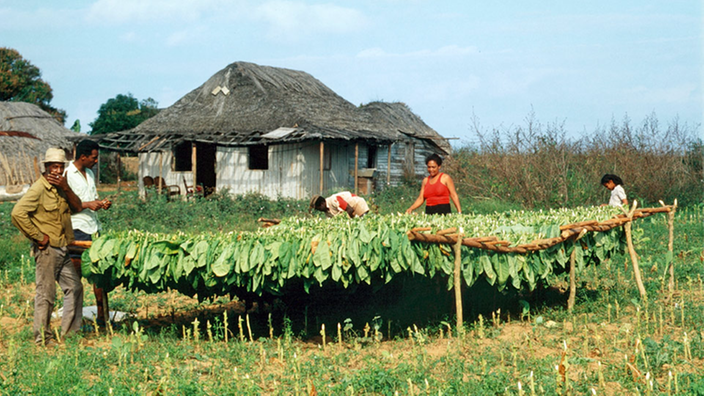 Kubanische Bauern bei der Tabakernte.