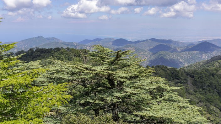 Blick vom Tripylos-Gipfel in ein hügeliges Tal, das mit Zedern bewachsen ist
