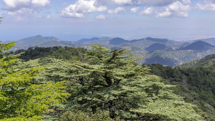 Blick vom Tripylos-Gipfel in ein hügeliges Tal, das mit Zedern bewachsen ist | Bildquelle: imago stock Blick vom Tripylos-Gipfel in ein hügeliges Tal, das mit Zedern bewachsen ist
