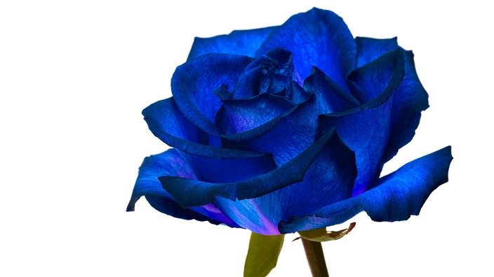 Blaue Rose