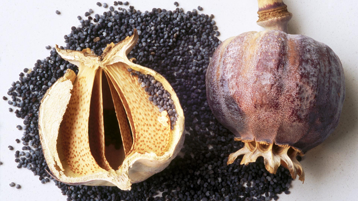 Blick auf eine braune, geschlossene Kapsel des Schlafmohns und daneben liegende schwarze, kleine Samen.