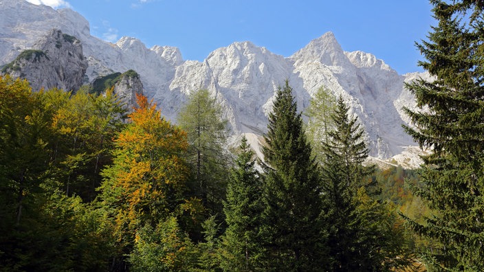 Blick von unten durch Bäume an eine steil nach oben ragende Felswand vor blauem Himmel | Bildquelle: ddp images/Joerg Hemmer Blick von unten durch Bäume an eine steil nach oben ragende Felswand vor blauem Himmel